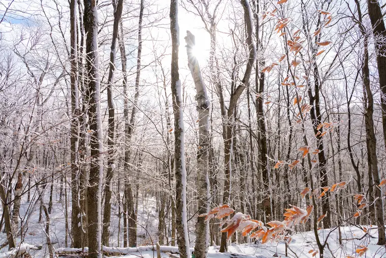 Sous-bois enneigé en début d’hiver